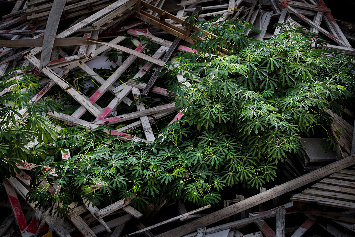 photographer Nikon plants tesis out of place belong grow inusual Nature