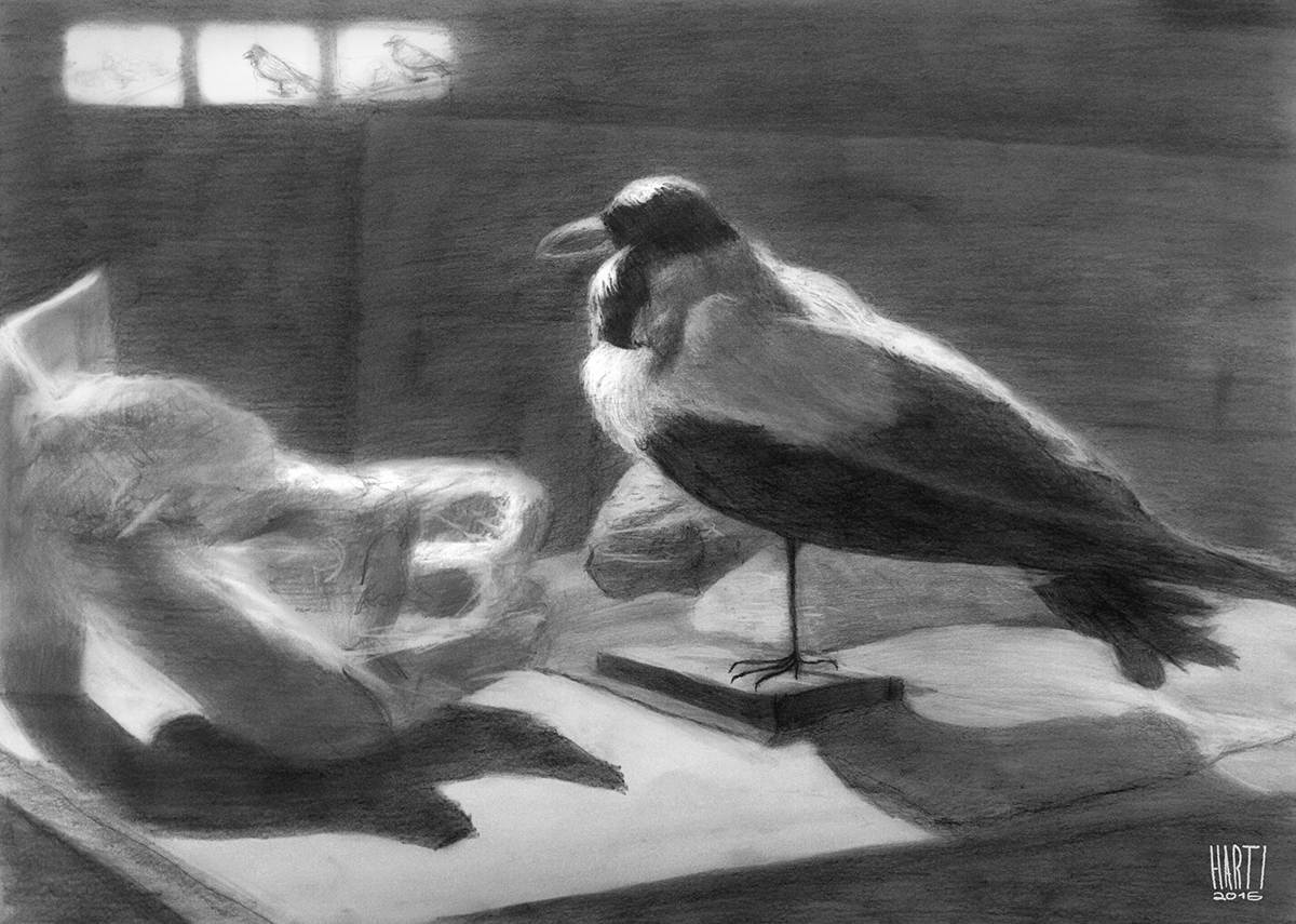 Drawing  drawings model model session old man crow nude anatomy still life