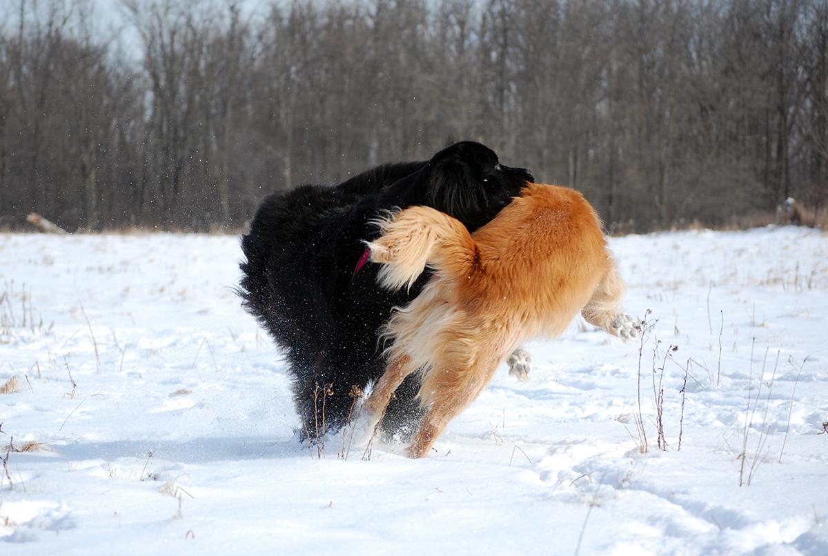 dog dogs canine caninephotography dogphotography canin chien chiens Newfoundland germanshepherd alaskanmalamute puppy