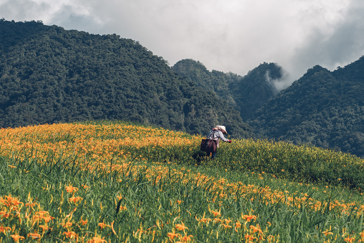 daylily flower hualien taiwan Nature Photography  taiwan 六十石山 台灣 花蓮 金針花