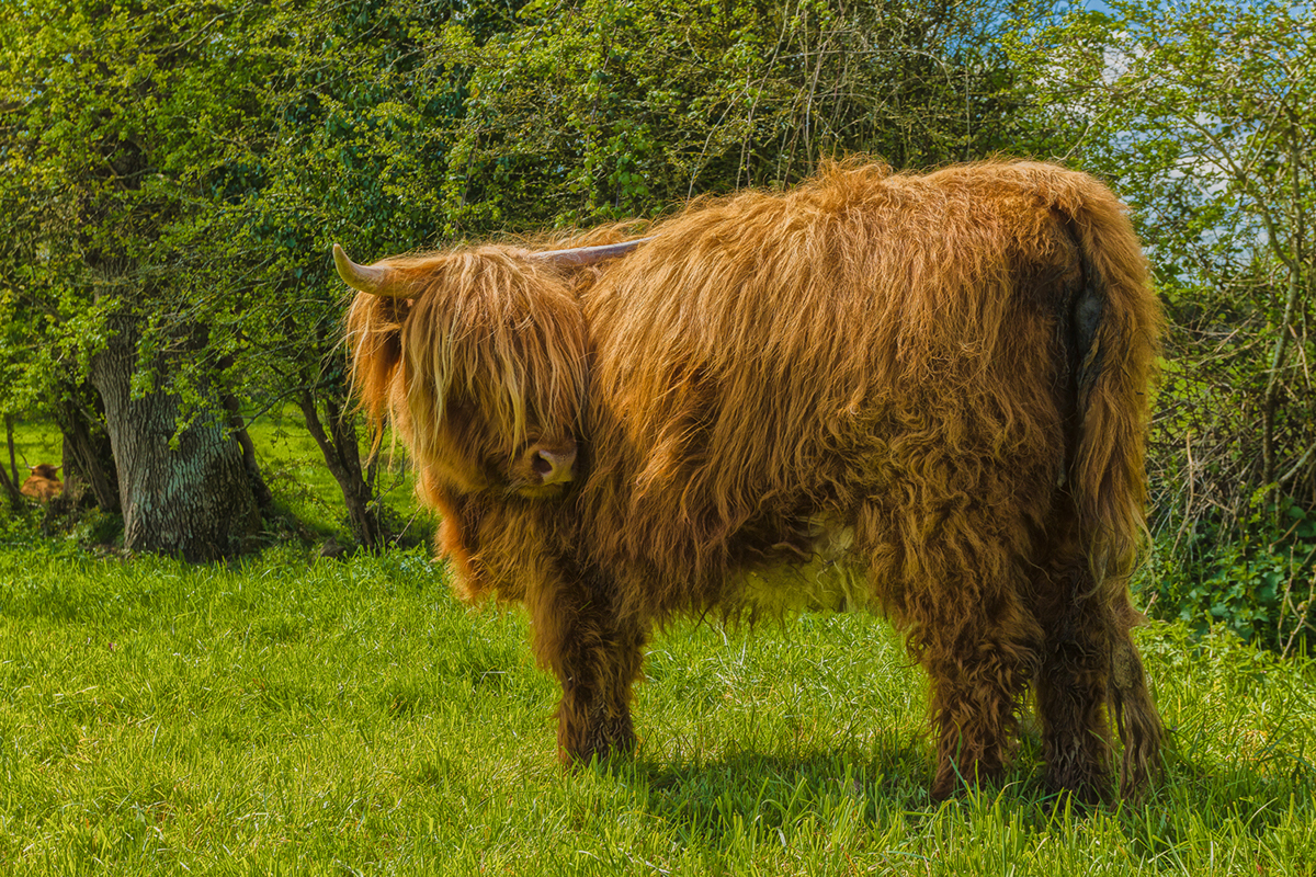 cow highland