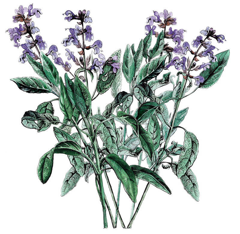 Herb herbs botanical