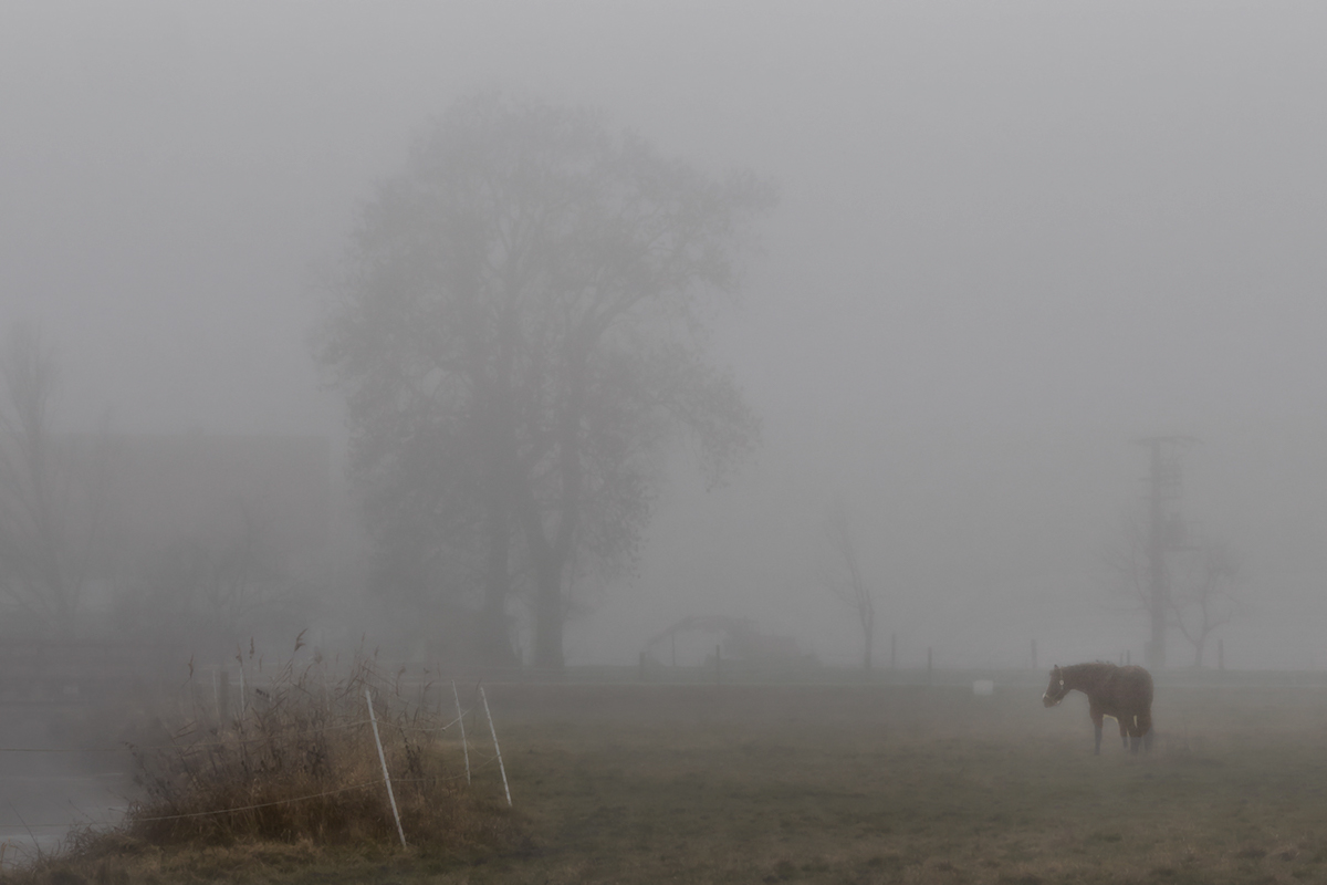 Nature Landscape trees fog mist haze jörg marx