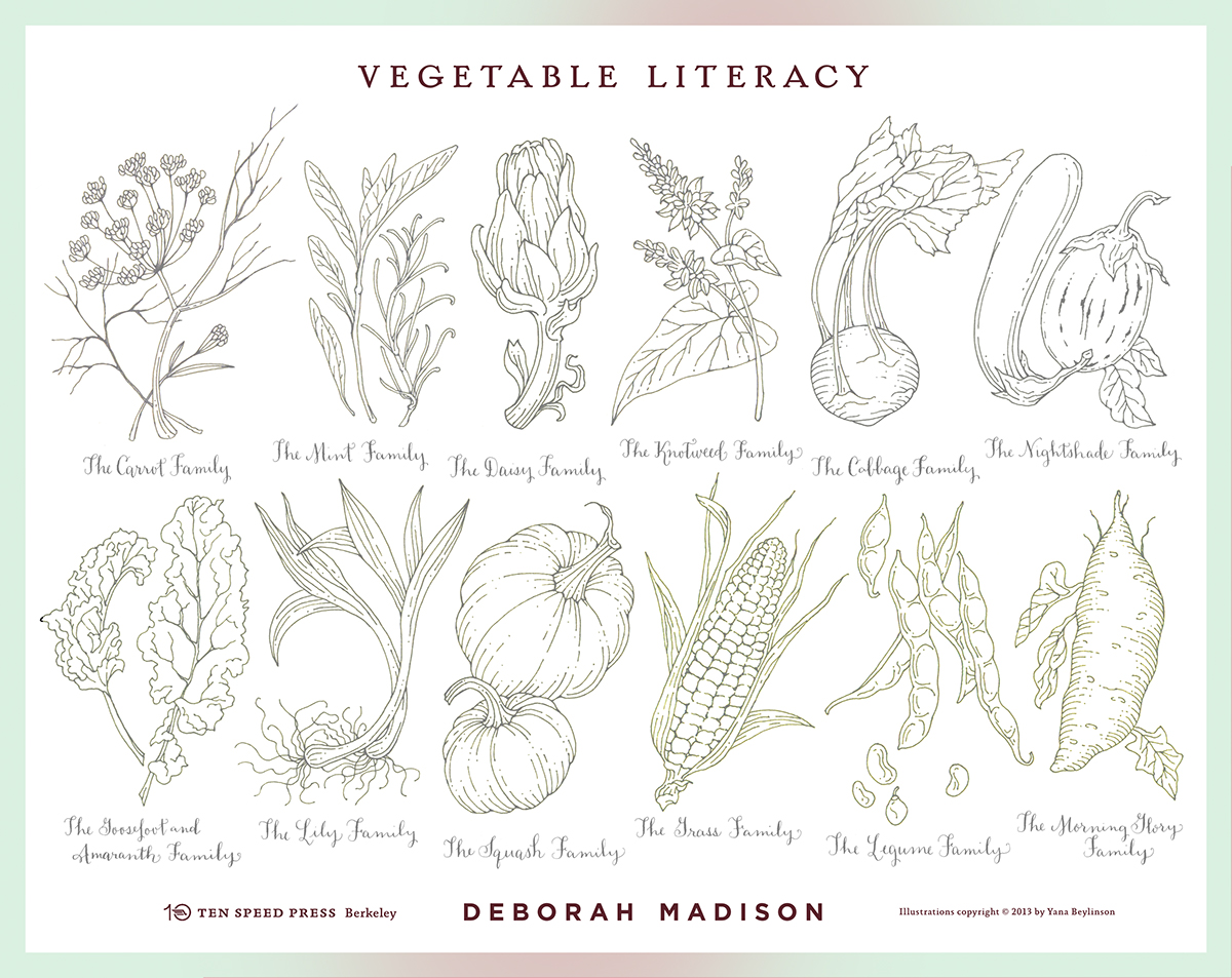 book cover Cook Book deborah madison vegetaian cooking line drawing botanical illustration