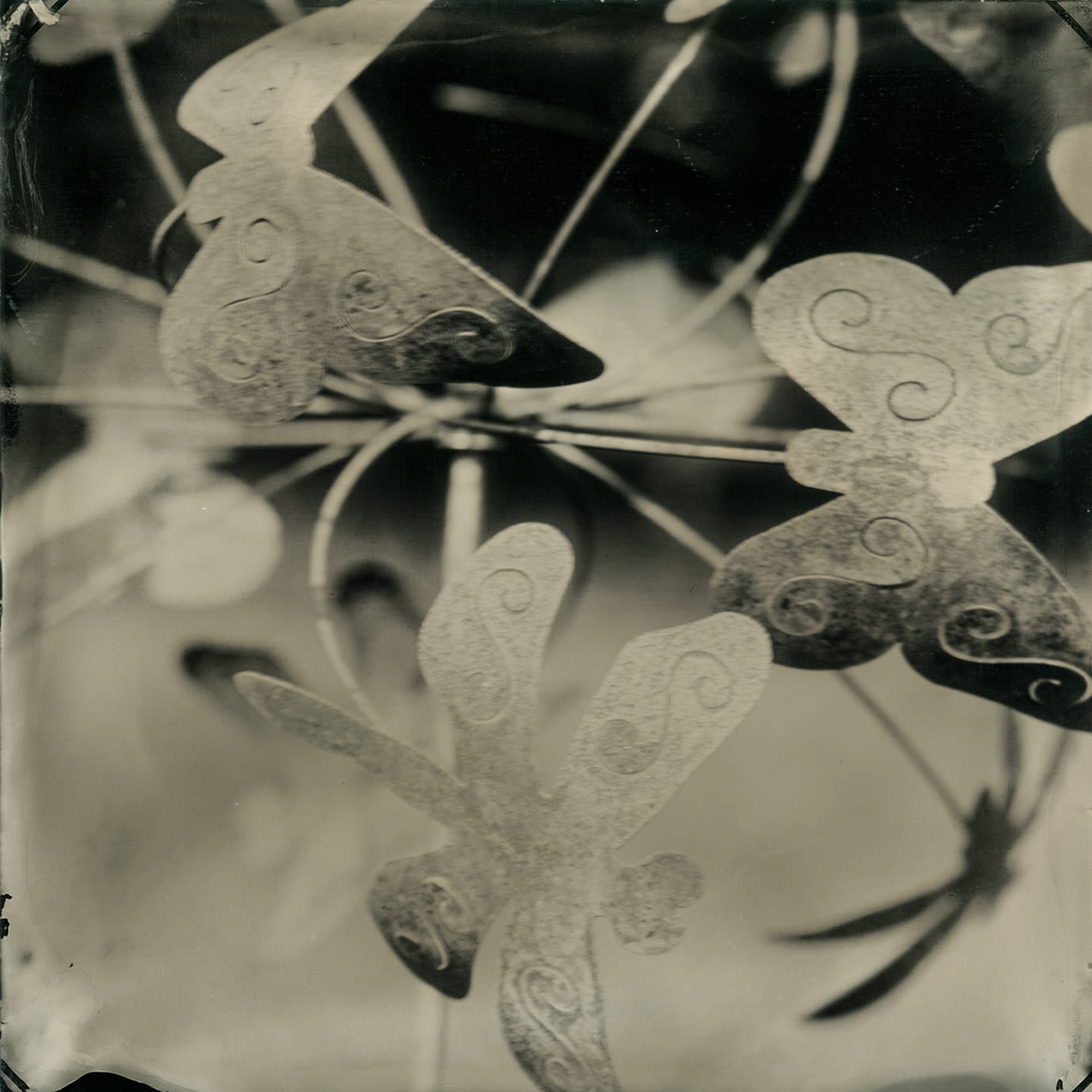 collodion tintype wet plate