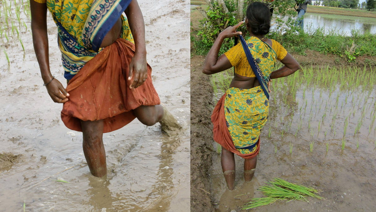 rice transplanter indian Indian women farmer women empowerment women in agriculture drudgery technology for women efficiency