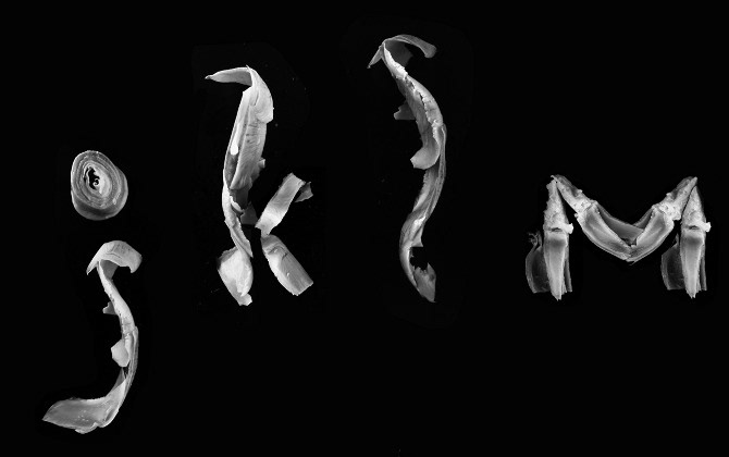 object typography experimental type