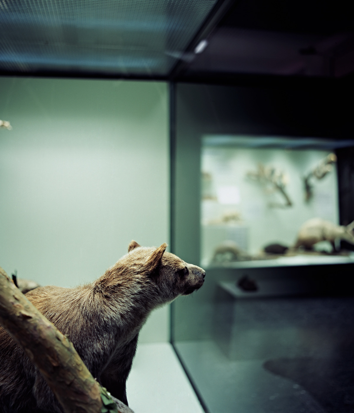 museum  corpse  animal  whale  Deer  monkey  bird dark dead Nature natural