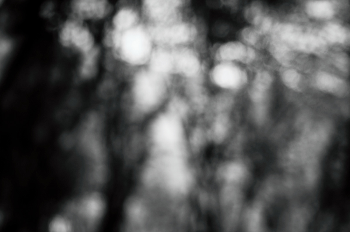 black and white search fragment forest Tree  dream lost misty Nature abstract vague Taiwan photorapher adelaide cc lin