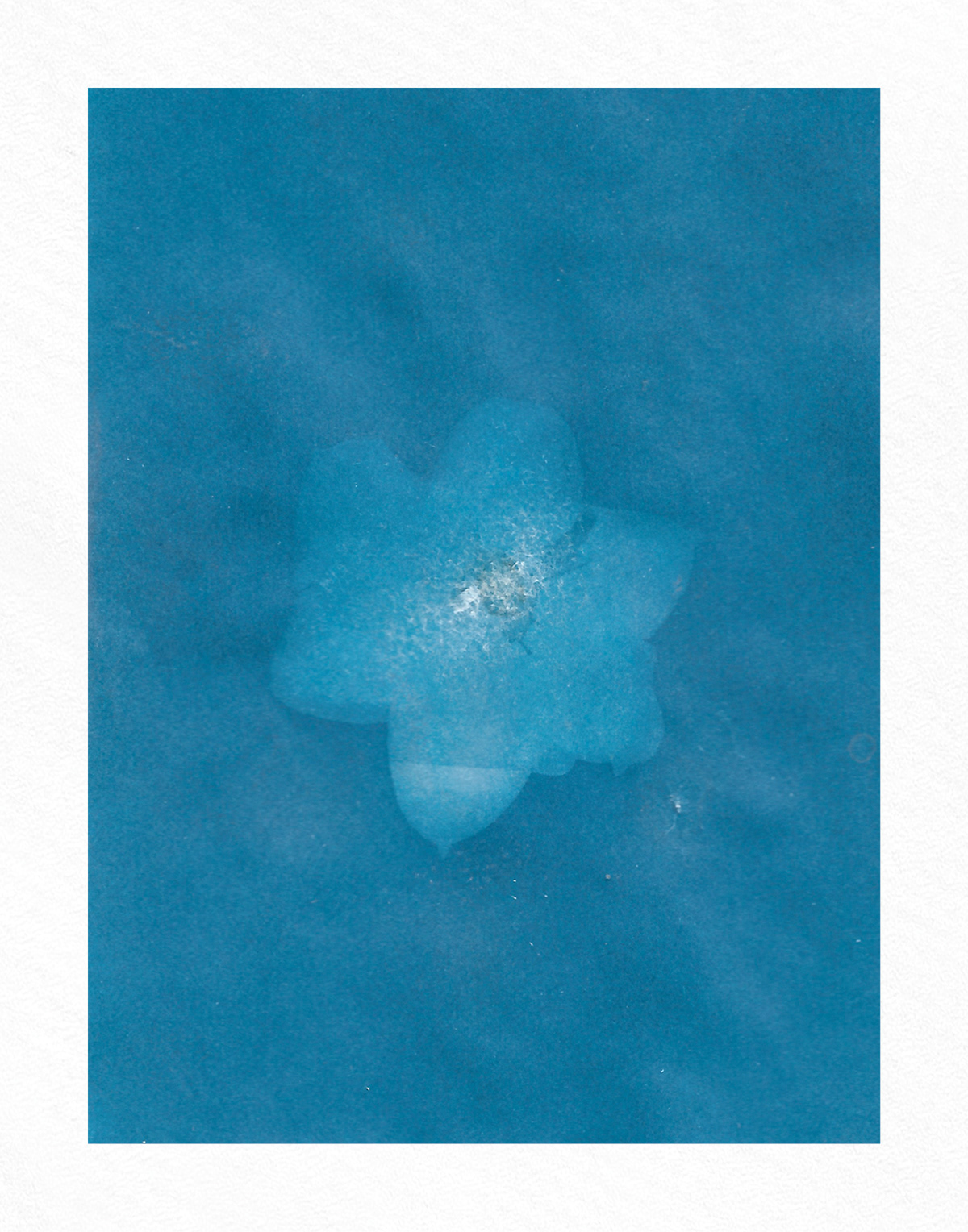 Alternative Photography cyanotype Cyanotypes Flowers Nature Photography 