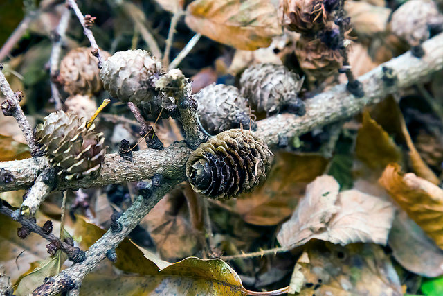 Adobe Portfolio Nature Wildflowers macro close up