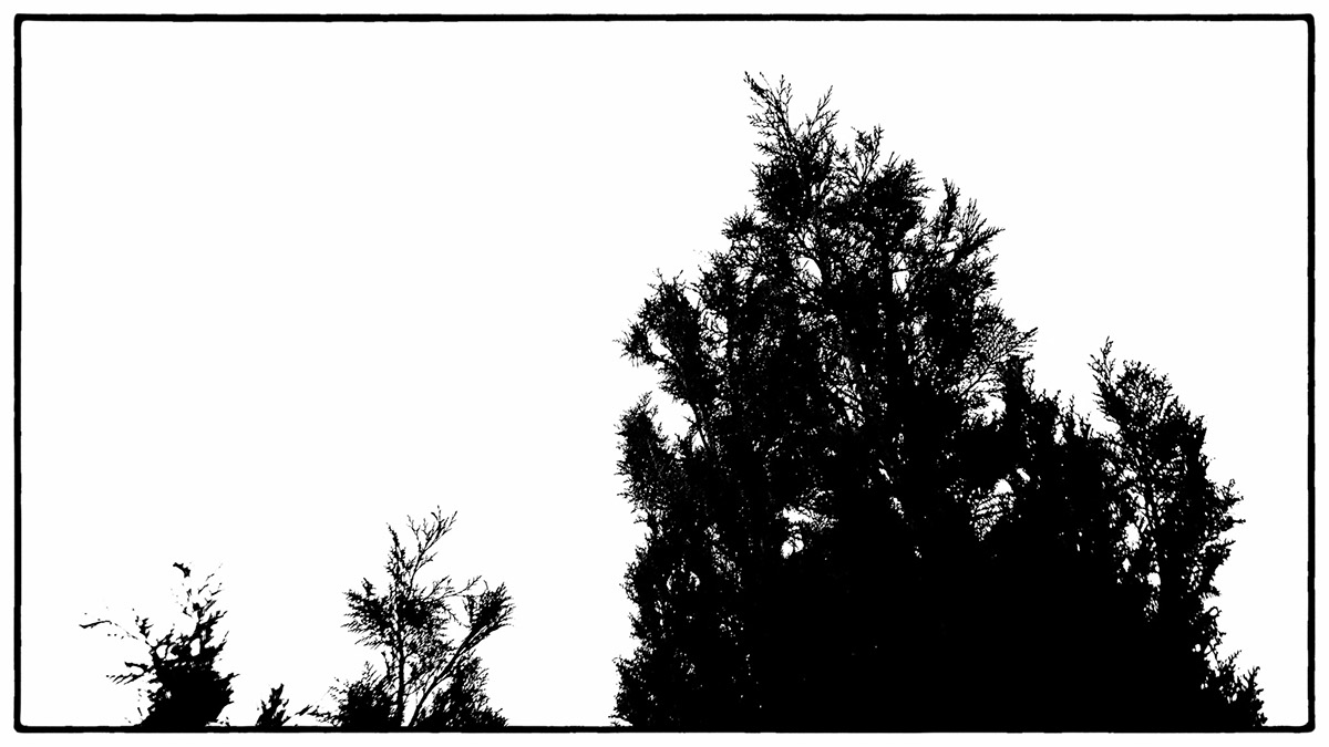 Adobe Portfolio errindlev Tree  trees graveyard b&w black and white denmark