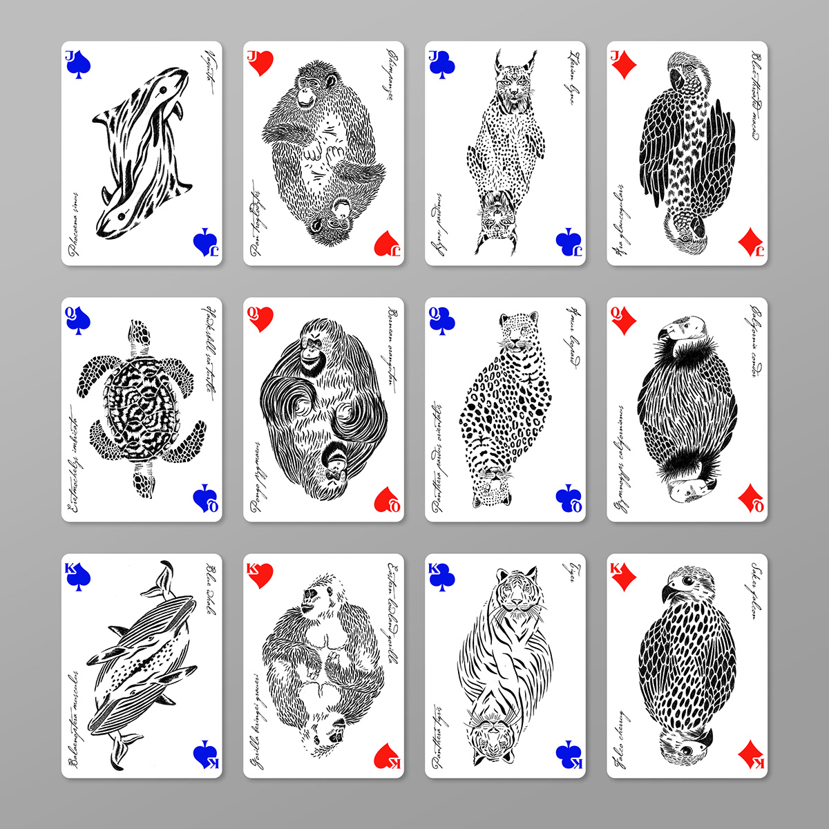 Playing Cards ILLUSTRATION  endangered animals animal illustration Lettering Design package design  Packaging Playing card deck cards print
