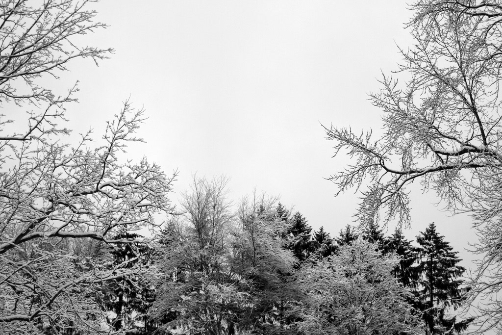 snow winter ice trees Nature Landscape Tree  landscapes plants Plant
