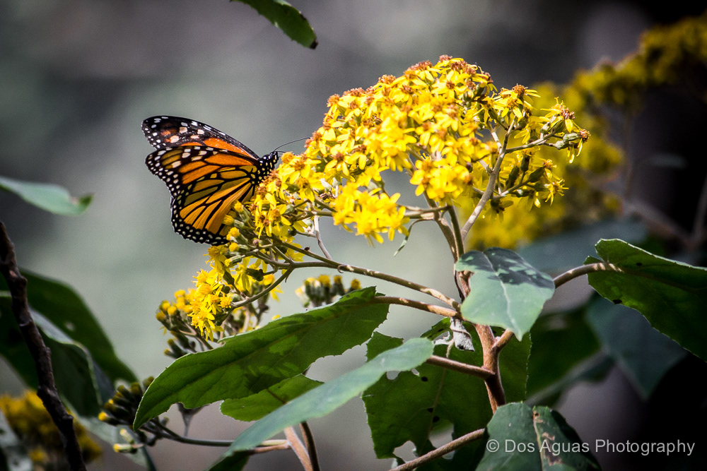 monarch Monarcas Schmetterlinge butterfly mexico Nature toluca