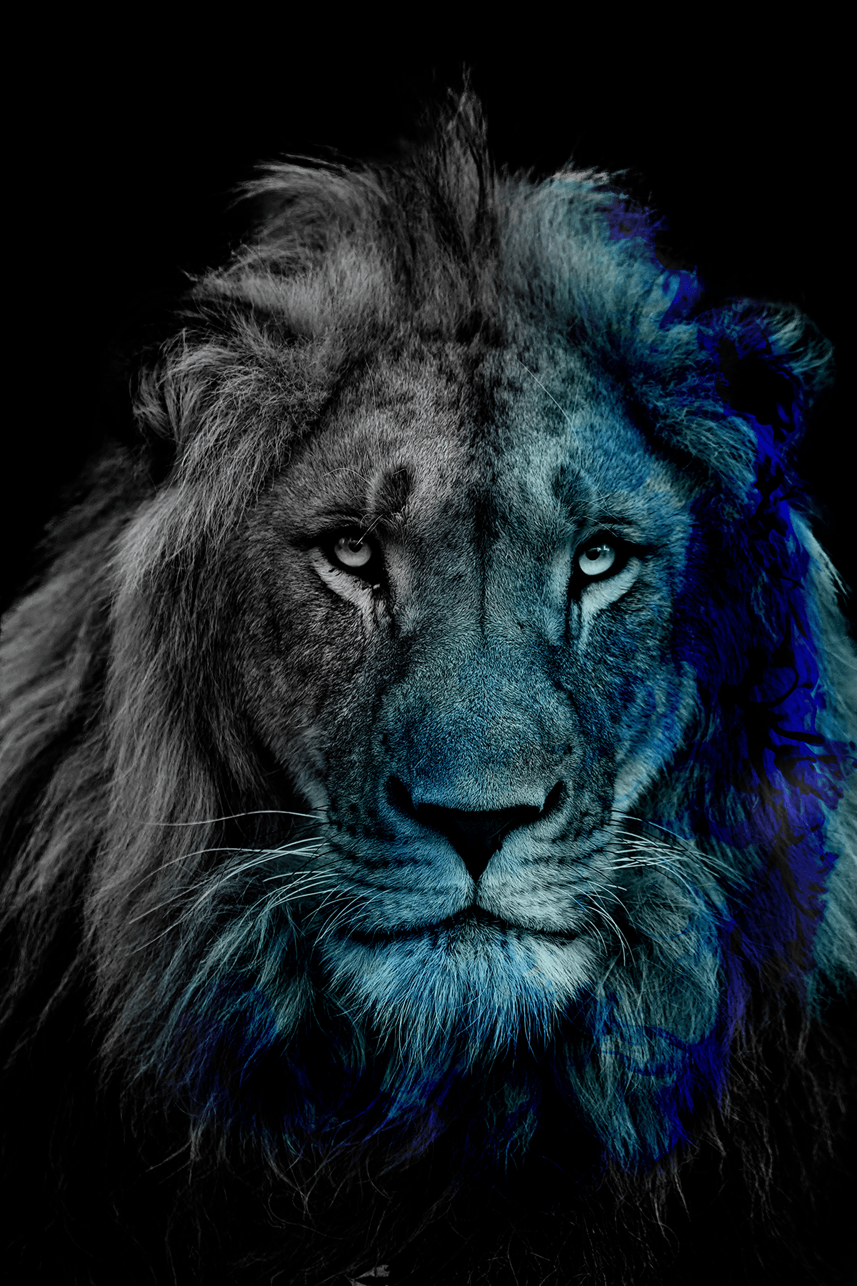 wallpaper Photography  animals lion Desaturated