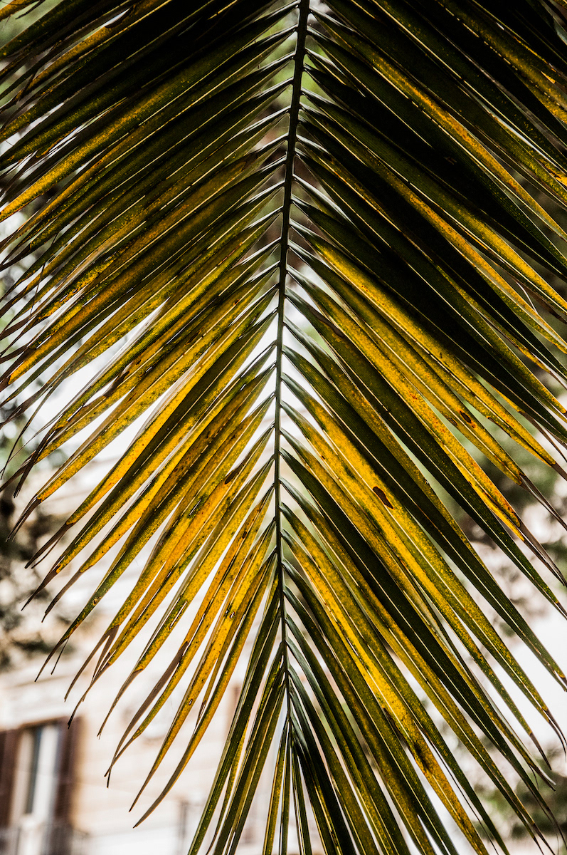 trees Landscape palms Alberobello bari puglia Italy