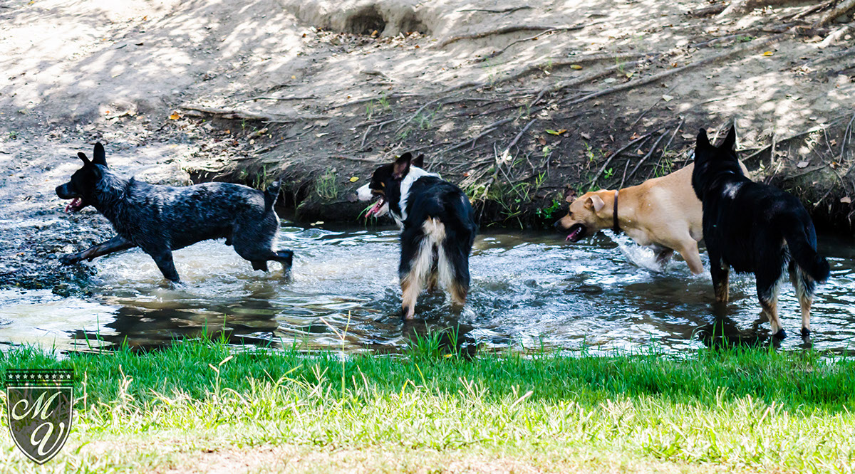 animal dogs Park Fall pets