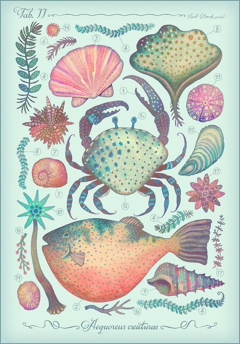 sea creatures cabinet of curiosities curiosities vintage animals Ocean summer octopus sea gallery