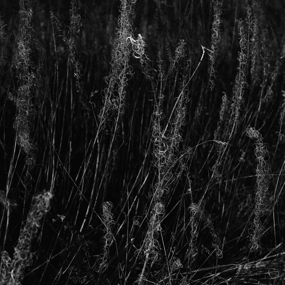 Mono  Black  white  film  analogue  square  ibelieveinfilm  ilovefilm  chinnery rural  fields  hedgerows Nature  abstract creative