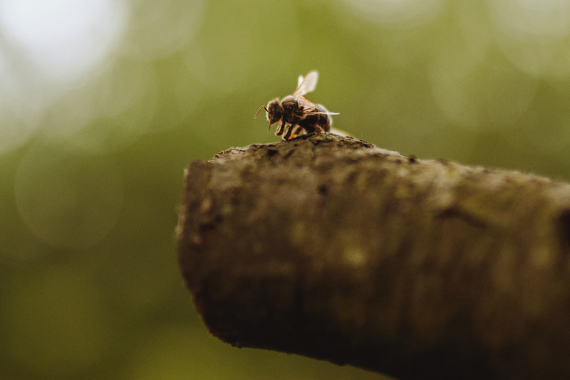 bee Beekeeper beekeeping honey Nature Photography  photoshoot photostory