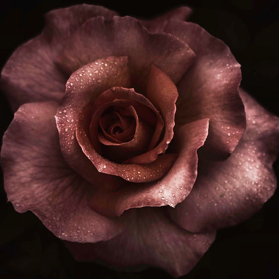 Roses fine art Photography  macro Moody romantic floral