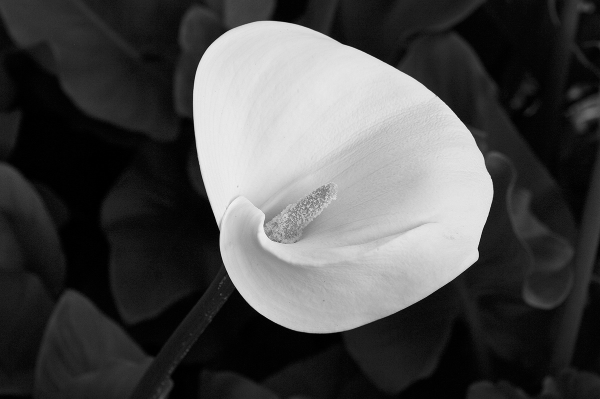 monotones studies black and white floral contrast