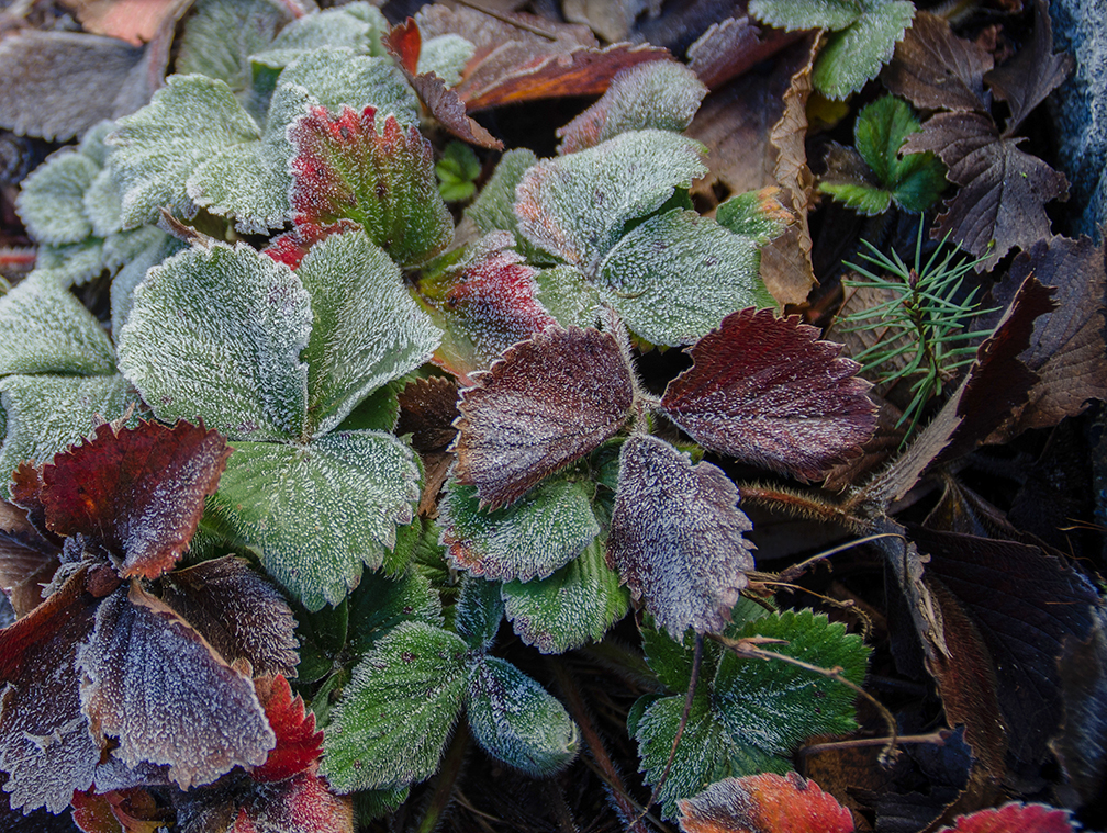 leaves autumn frost frost color Nature image