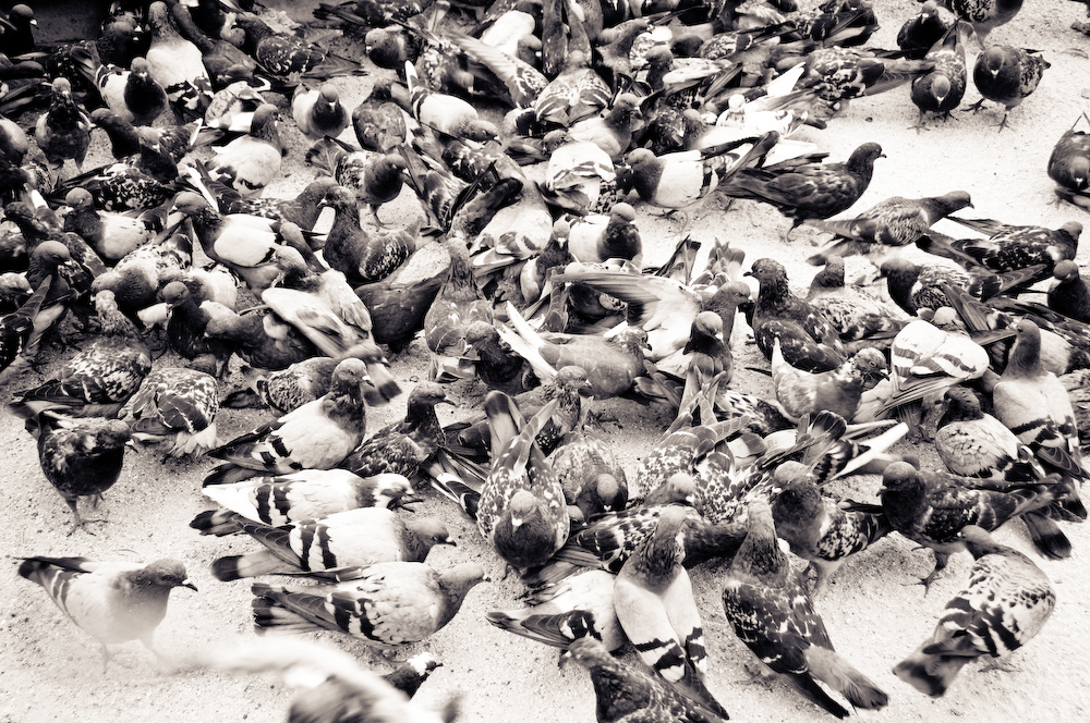 france birds birdman Paris notre dame bread smile old hands black and white John E Photography Street French pidgeon sparrow Wrinkles Nikon D300