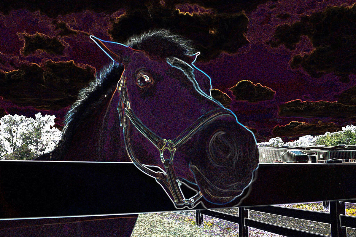 neon filters April neumann horses animals alternative