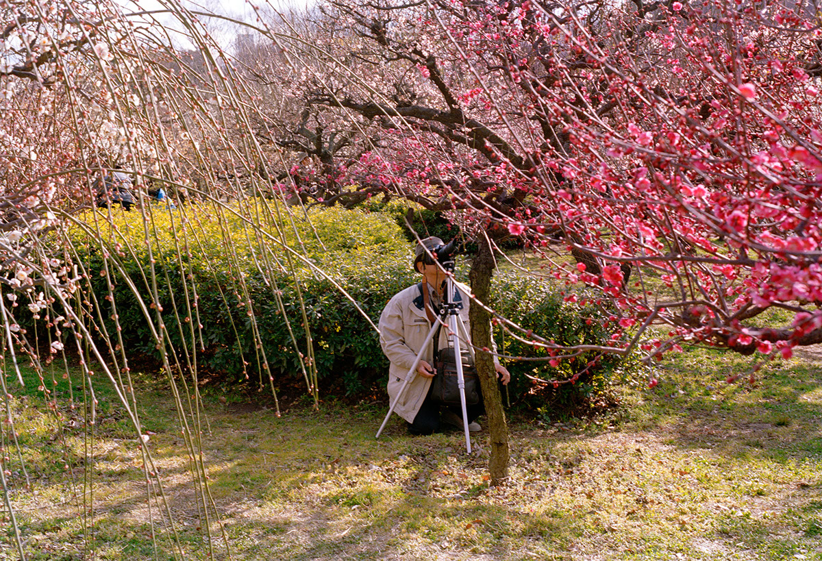 Adobe Portfolio japan lightbox foliage blossoms kansai spring photographers picnics