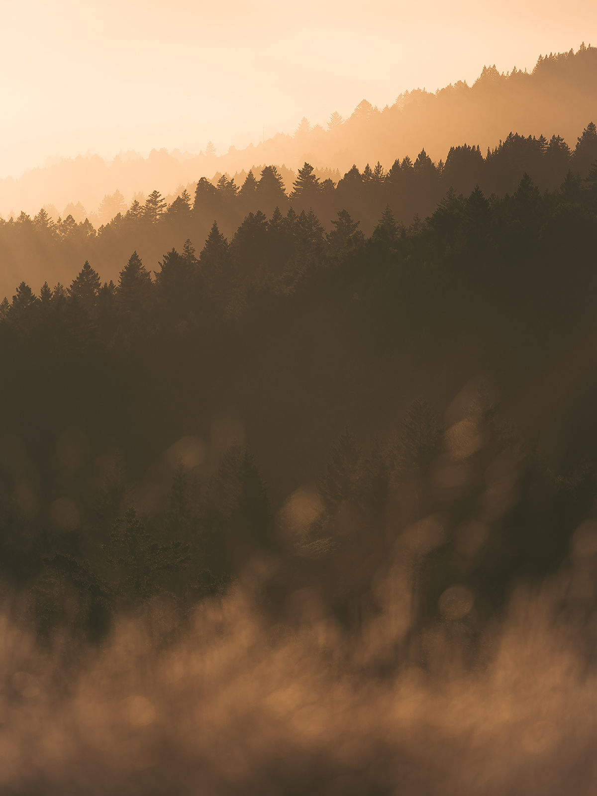 Landscape California usa sunset light adventure foggy mist Tree  Silhouette