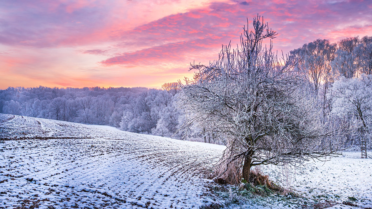 color frost MORNING SKY Tree  winter wood