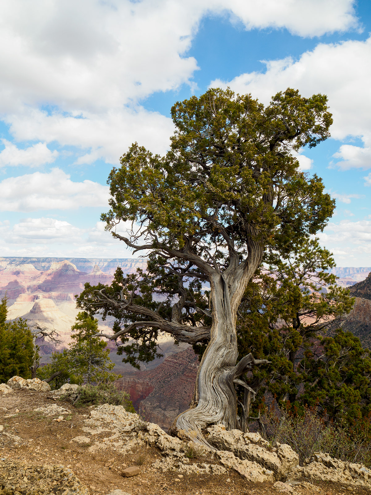 canyon Grand Canyon trees Ponderosa Pine arizona Landscape pinyon pine Utah Juniper