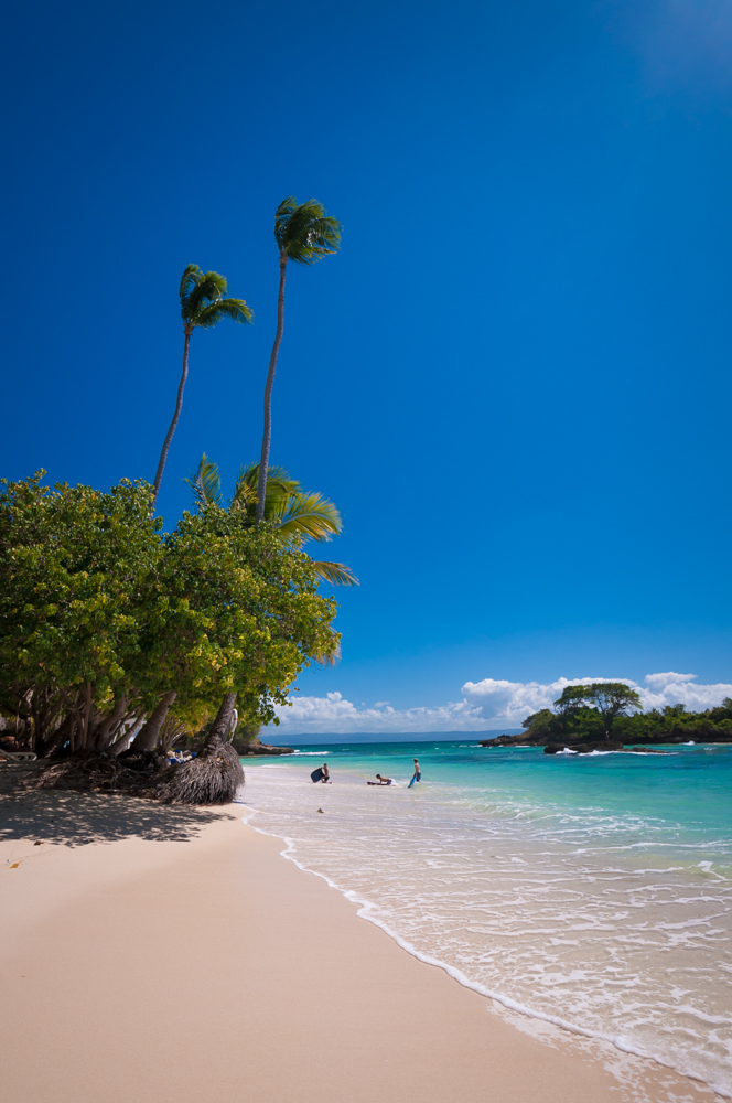 beach Coconut Palm Tree's Cayo Levantado Landscape Ocean Travel Dominican Replublic Sunny Destinatioins