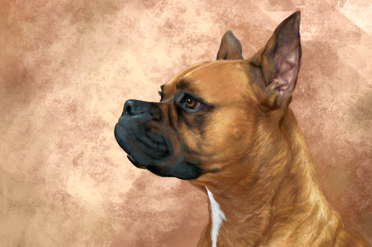 Adobe Portfolio portraits Pet portraits
