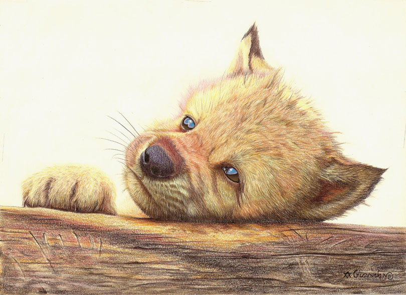 digital watercolor pencil wolf animal book women acuarela Lobo libro mujer art artistico