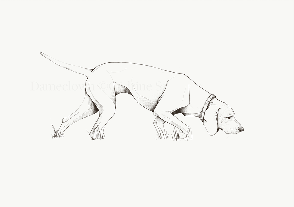 chien ILLUSTRATION  crayon sketch