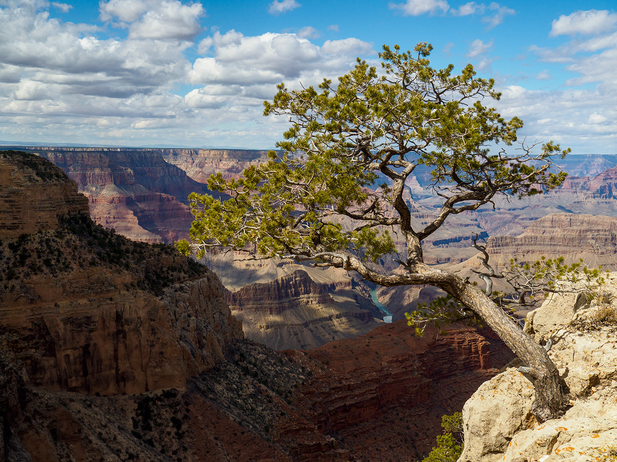 canyon Grand Canyon trees Ponderosa Pine arizona Landscape pinyon pine Utah Juniper