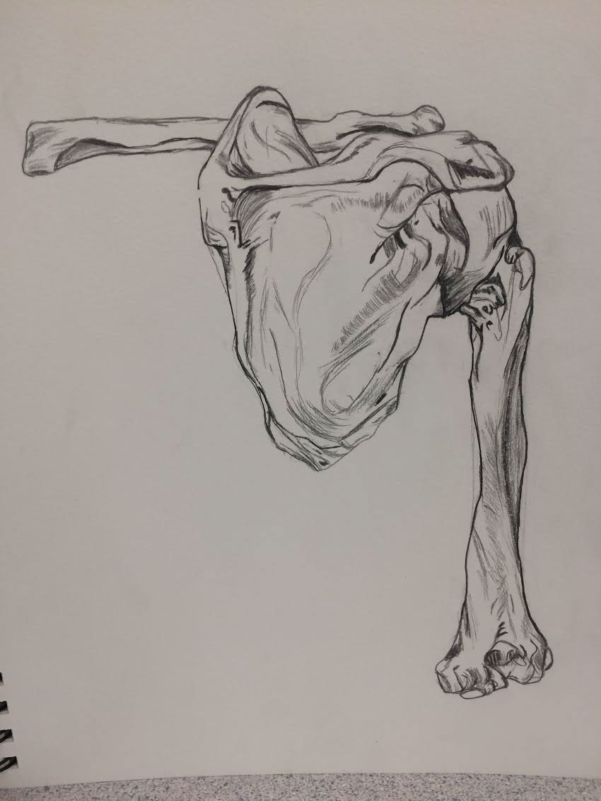 Human Body anatomy