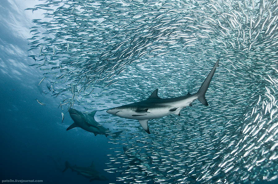 Dolphins sharks bait ball south africa underwater photo underwater diving