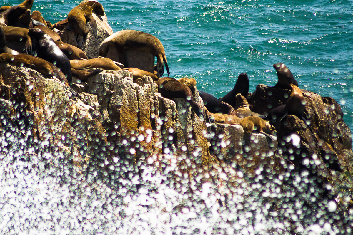 animales naturaleza lobos marinos paisaje mar oceano aventura