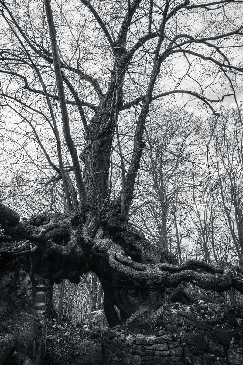 trees alley old monochrome oak Dark Hedges Beech crooked