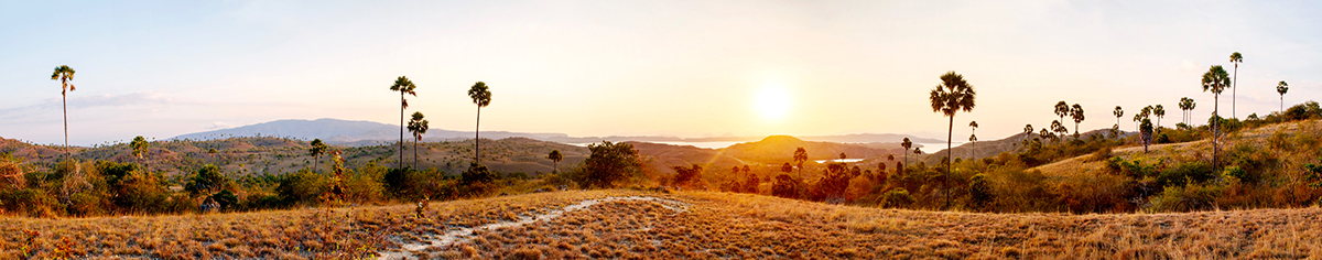 indonesia asia komodo komodo islands komodo national park lesser sunda islands sunda bali Lombok Flores paradise Palm Trees wildlife Nature Landscape