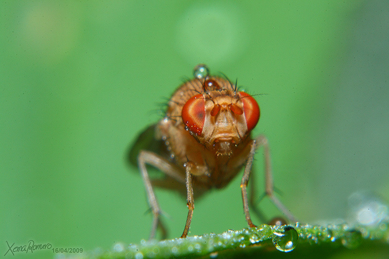 Fly  insect macro  Photography naturalist