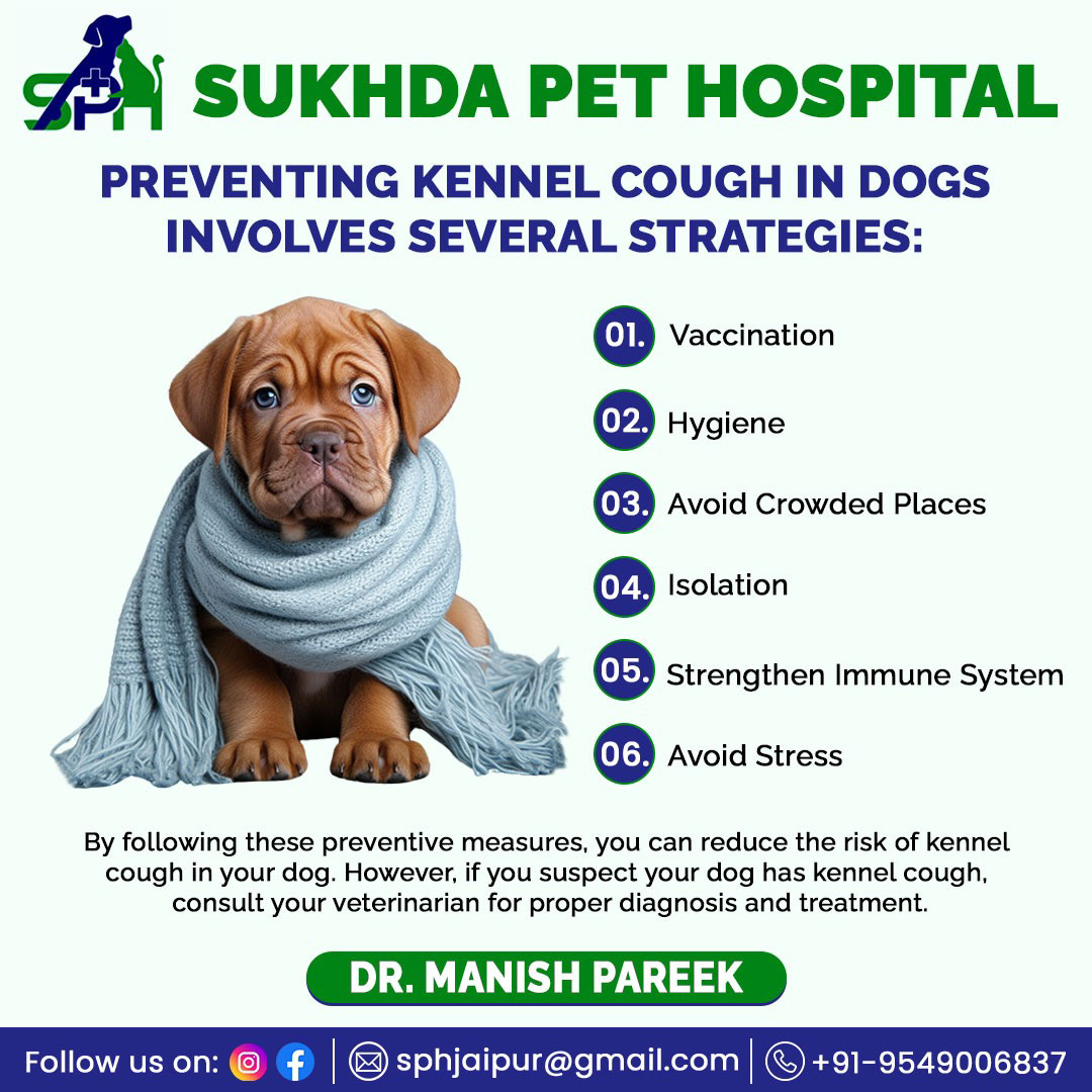 dog treatment pet hospital kennel cough