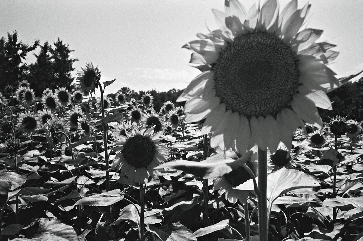 sunflower flower blackandwhite bnw Film   Photography 