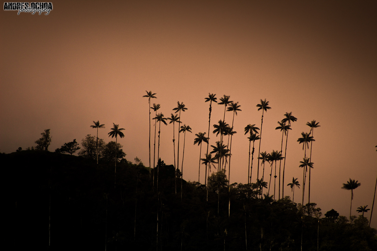 quindio colombia wax palm Tree  sunset Landscape