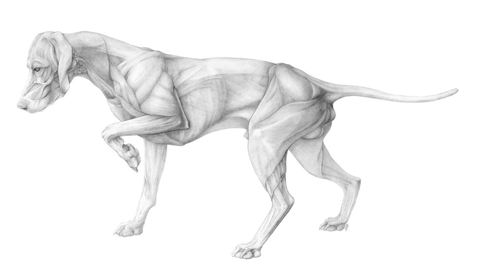 scientific illustration  dog muscle skeleton anatomy