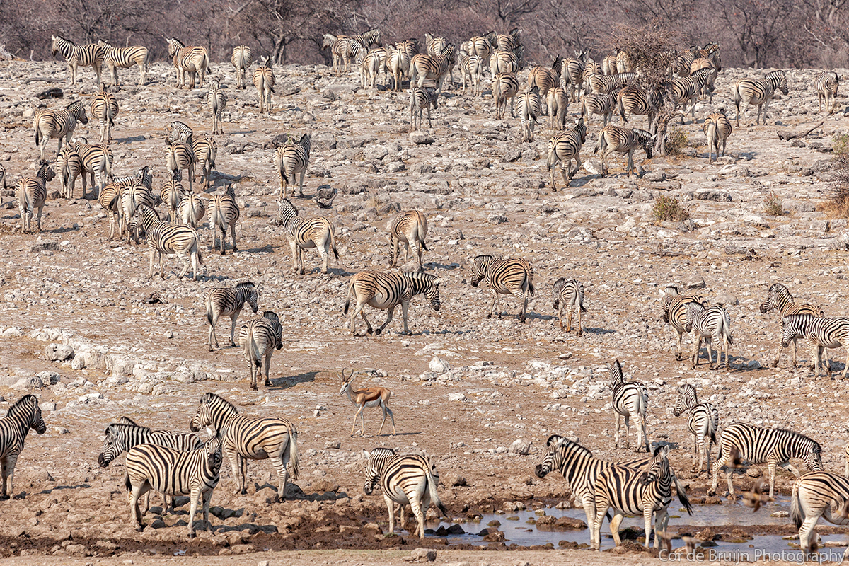 animals etosha giraffe jackal Namibia Nature wildlife zebra wildebeest Kudu